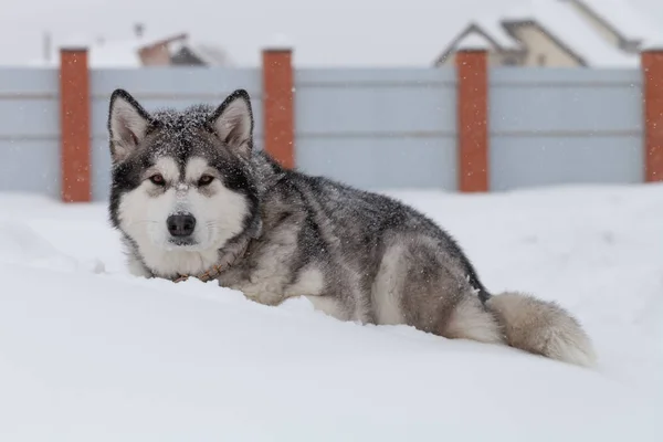 Raça de cão Malamute de Alasca em uma neve — Fotografia de Stock
