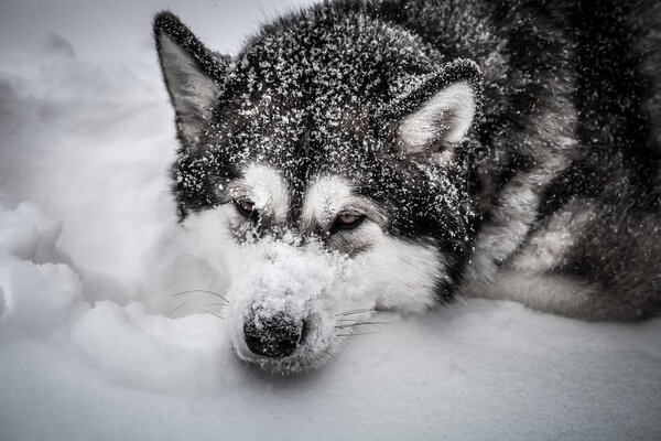 Dog breed Alaskan Malamute on a snow. Toned.
