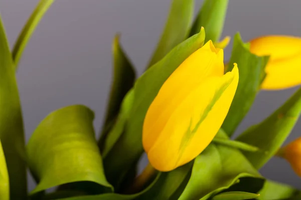 Helle Tulpen auf dem dunklen Hintergrund — Stockfoto