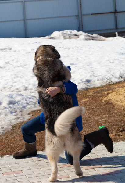 Alaskan Malamute razza cane abbracciare un uomo in abiti da lavoro — Foto Stock