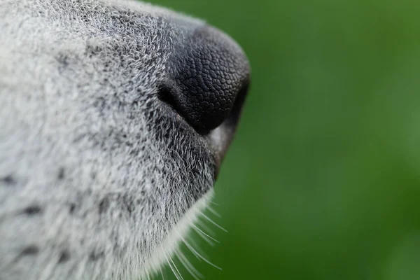 アラスカマラミュート犬を間近で飼育。選択フォーカス。浅いデ — ストック写真