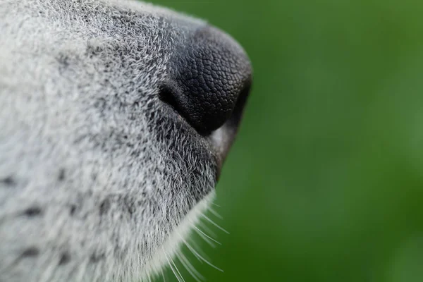 Alaskan Malamute chovní pes zblízka. Výběr výběru. Mělká de — Stock fotografie