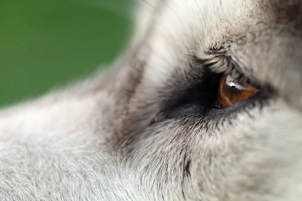 Alaszkai Malamute Tenyészt kutya zár megjelöl. Kijelölés fókusza. Sekély de — Stock Fotó