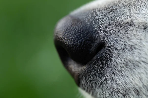 Alaskan Malamute breed dog close up. Selection focus. Shallow de — Stock Photo, Image