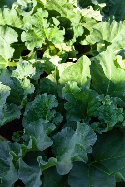 Rhubarb grows in the garden in the garden. First spring harvest. — Stock Photo, Image