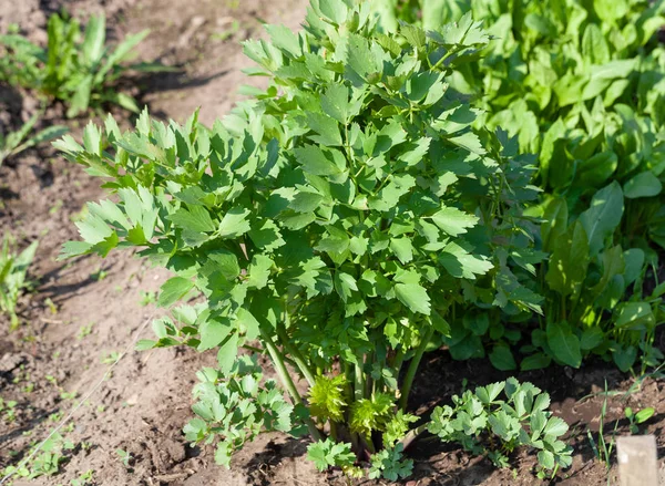 Το lovage μεγαλώνει στον κήπο στον κήπο. Πρώτη ανοιξιάτικη συγκομιδή. — Φωτογραφία Αρχείου