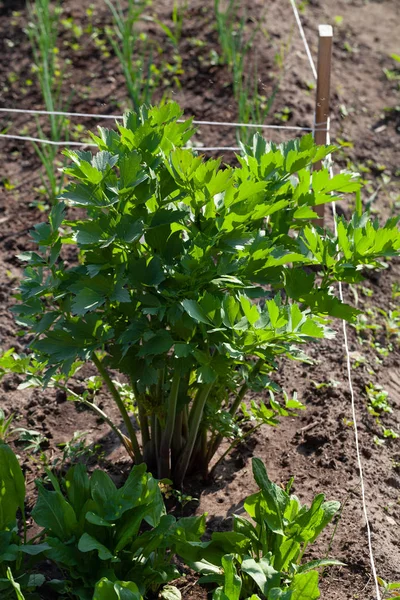 Lovage a kert kertjében terem. Első tavaszi aratás. — Stock Fotó