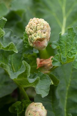 Rhubarb bahçede yetişir. İlk bahar hasadı.