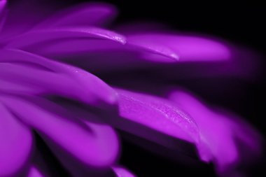 Parlak bir flaş gibi çiçek closeup renkli bulanık yaprakları 