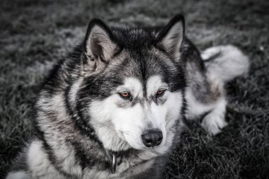 Köpek ırkı alaskan malamute bir bahçede oynar. Seçici odak. T