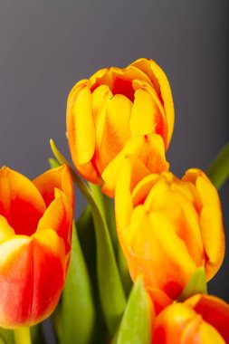 Karanlık arka planda parlak laleler