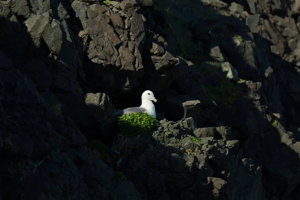 Сельдь чайки (Larus argentatus) - птица на скале. Исландия. Сэл — стоковое фото