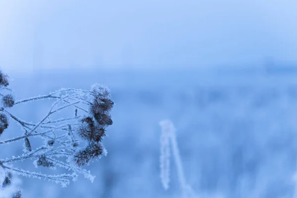 Frost auf einem Gras. Russische Provinzlandschaft in düsterer Stimmung — Stockfoto