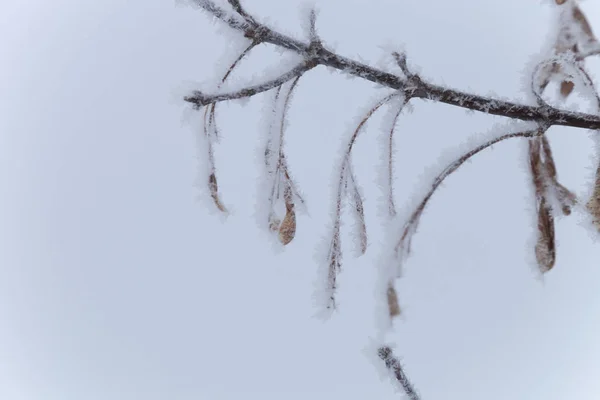 Geada em uns ramos. Paisagem natural provincial russa em glo — Fotografia de Stock