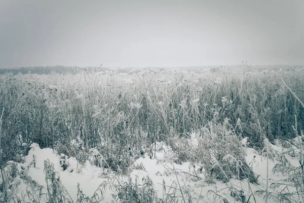 草地上的霜。俄罗斯省级自然景观在阴郁 — 图库照片