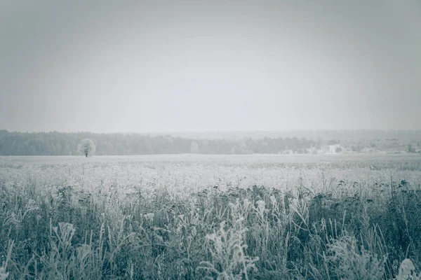 Мороз на траве. Провинциальный природный ландшафт России в мрачном состоянии — стоковое фото