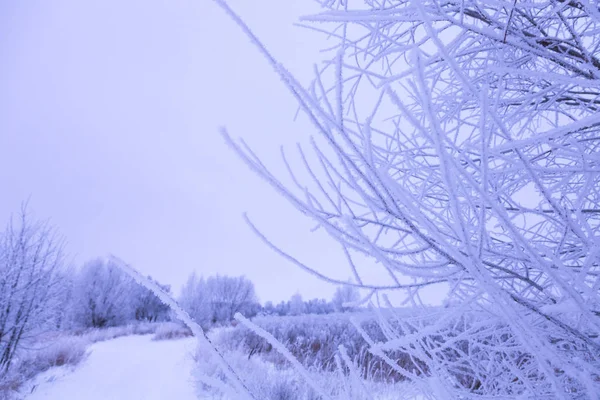 枝に雪が降る暗いロシアの地方の自然景観 — ストック写真