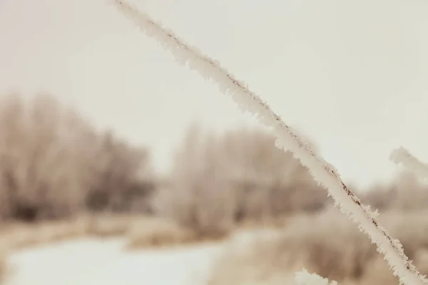 Snö på grenar. Ryska provinsens naturlandskap i gloo — Stockfoto