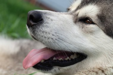 Alaskan Malamute cins köpek yakın. Seçim odak. Sığ de