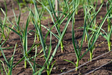 Bahçedeki bahçede soğan yetişir. İlk bahar hasadı. S