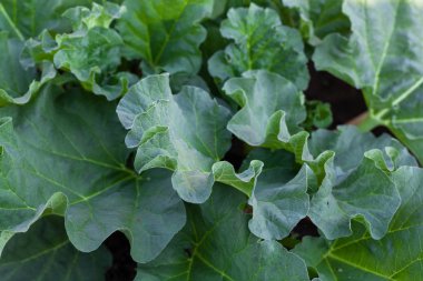 Rhubarb bahçede yetişir. İlk bahar hasadı.