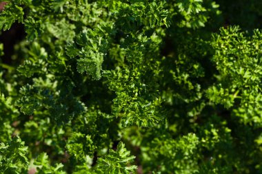 Maydanoz bahçede yetişir. İlk bahar hasadı.