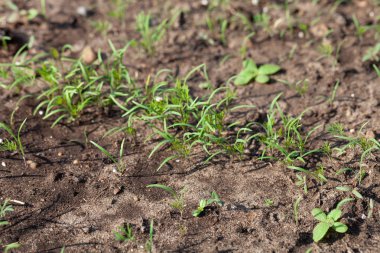 Dereotu bahçedeki bahçede yetişir. İlk bahar hasadı. Se