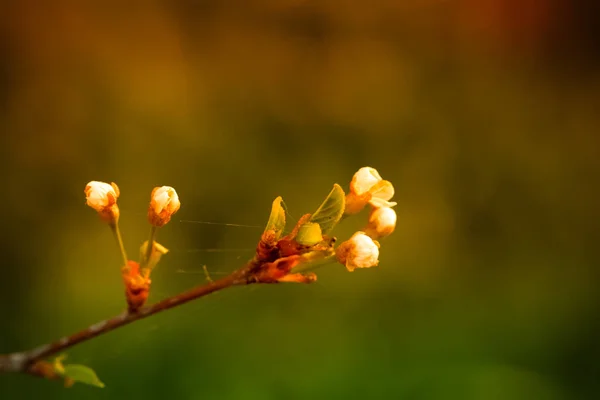 Små nya blad på en körsbärsträd gren. Vår i trädgården. — Stockfoto