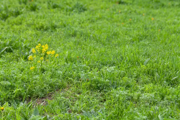 Flores e orvalho na relva. Primavera no jardim. Selecção fo — Fotografia de Stock