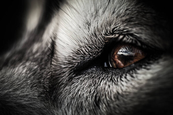 Alaskan Malamute breed dog close up. Selection focus. Shallow depth of field. Toned.