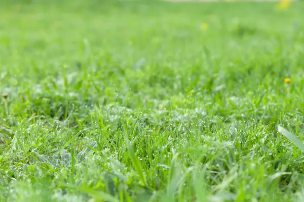 Bloemen en dauw op het gras. Lente in de tuin. Selectie fo — Stockfoto