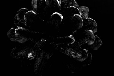 Tek renkli arka planda bir çam kozu. Tonda