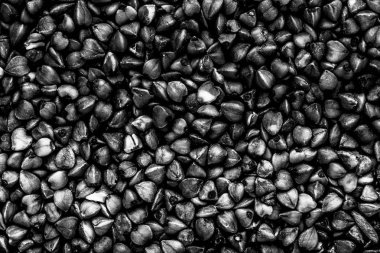 Karabuğday dokusu arka plan için yakın. Tonda