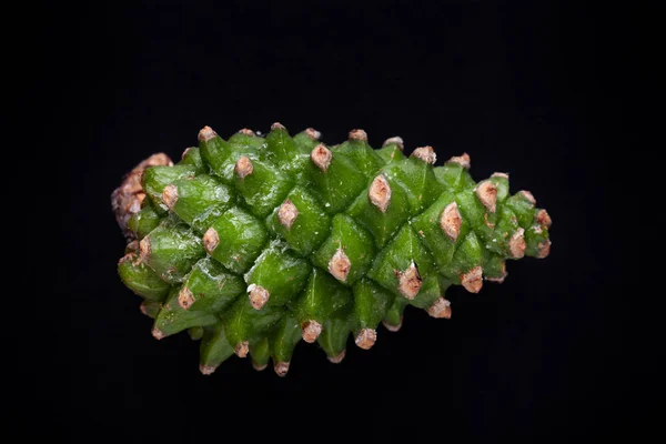 One pine cone on a monochrome background — Stock Photo, Image