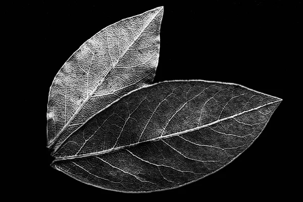 검은 색 배경에 베이 잎입니다. 격 조 — 스톡 사진