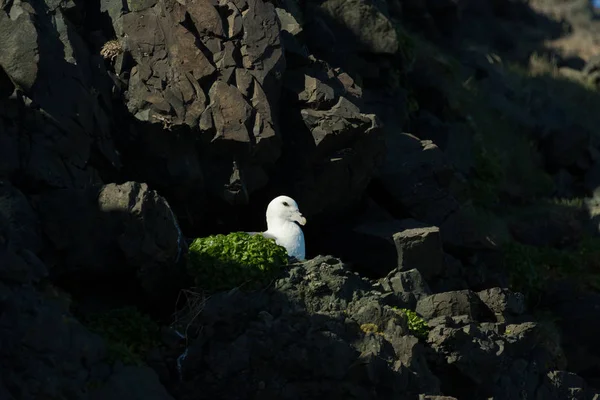 Ringa martıları (Larus argentatus) - bir kaya üzerinde kuş. İzlanda. Sel — Stok fotoğraf
