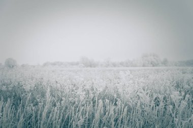 Çimenlerin üzerinde buz. Kasvetli Rus il doğal manzara