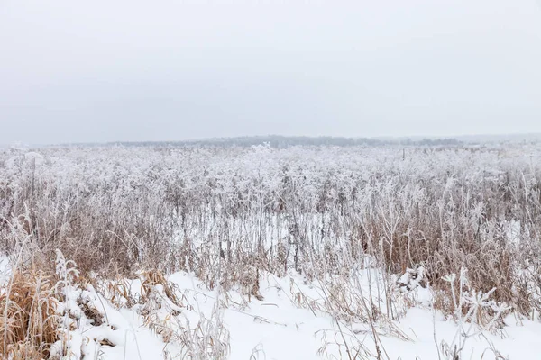 Frost on a grass. Russian provincial natural landscape in gloomy — Stock Photo, Image