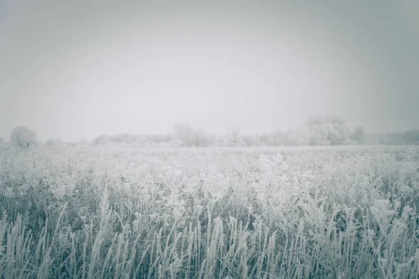 Frost on a grass. Russian provincial natural landscape in gloomy — Stock Photo, Image