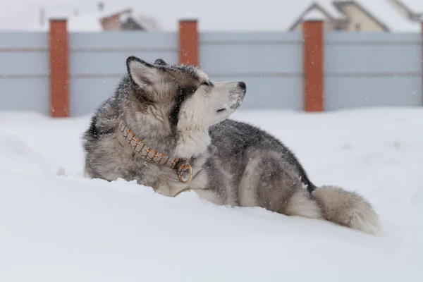 雪の上で犬の品種アラスカマラミュート — ストック写真