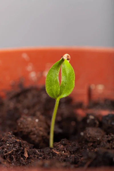 De zaailing groeit in de grond en bereidt voor op transplanteren — Stockfoto