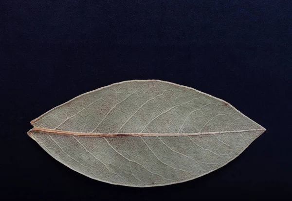 Bay leaf on a black background — Stock Photo, Image