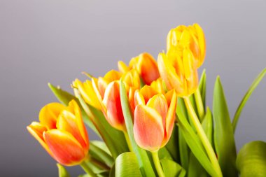 Karanlık arka planda parlak laleler