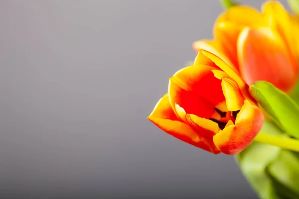 Bright tulips on the dark background — Stock Photo, Image