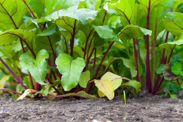 Богатый урожай в летнем саду. Селективный фокус
