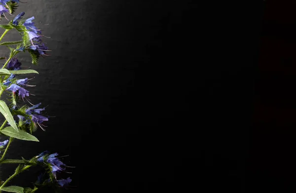 Sommerwildblumen auf dunklem Hintergrund. Selektiver Fokus. Schallo — Stockfoto