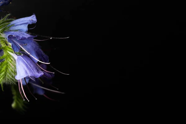 Summer wildflowers on a dark background. Selective focus. Shallo — Stock Photo, Image