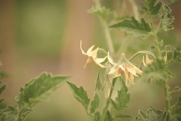 Rich harvest in a summer garden. Selective focus. Toned — Stock Photo, Image