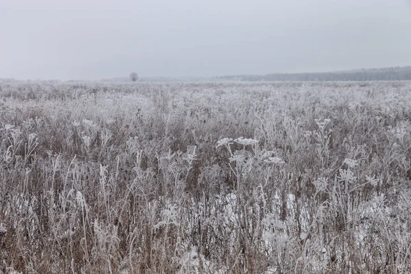 Мороз на траві. Російський Провінційний природний ландшафт в похмурому — стокове фото