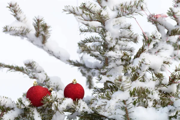 Světlé koule na cristmas větví na čistém sněhu — Stock fotografie